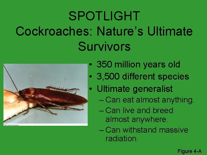 SPOTLIGHT Cockroaches: Nature’s Ultimate Survivors • 350 million years old • 3, 500 different