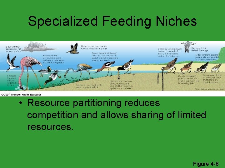 Specialized Feeding Niches • Resource partitioning reduces competition and allows sharing of limited resources.