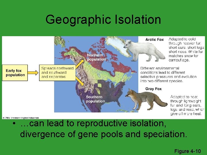 Geographic Isolation • …can lead to reproductive isolation, divergence of gene pools and speciation.