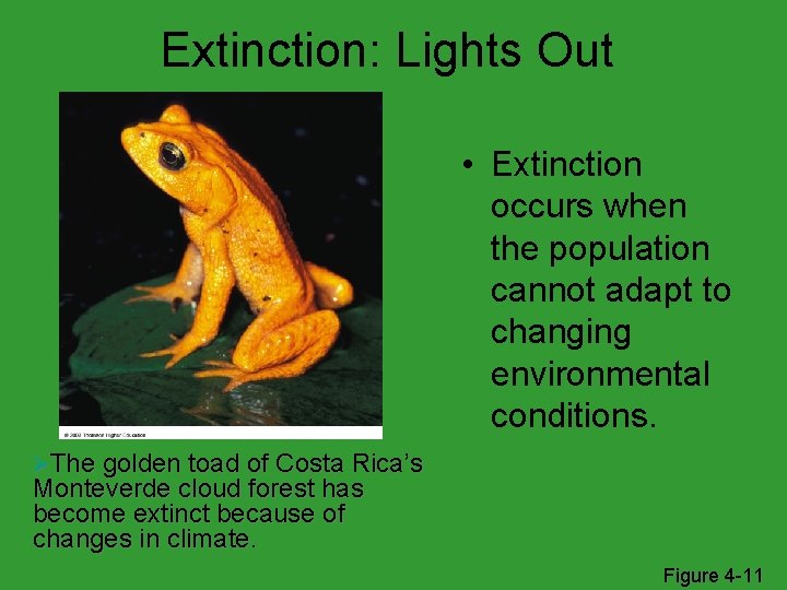 Extinction: Lights Out • Extinction occurs when the population cannot adapt to changing environmental