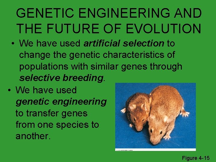 GENETIC ENGINEERING AND THE FUTURE OF EVOLUTION • We have used artificial selection to