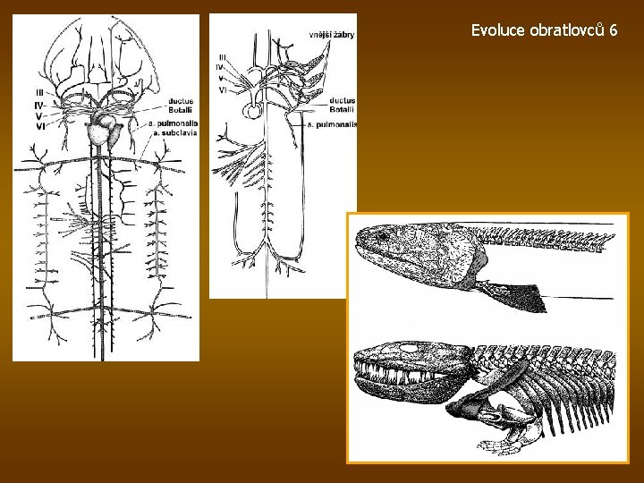 Evoluce obratlovců 6 