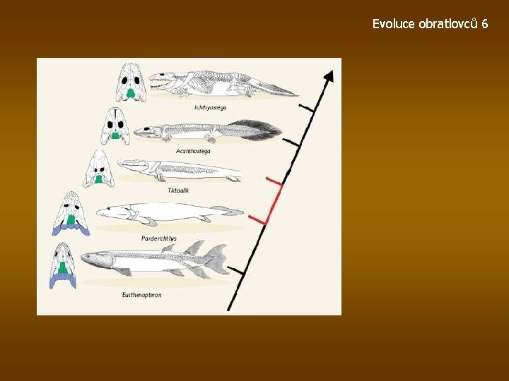 Evoluce obratlovců 6 