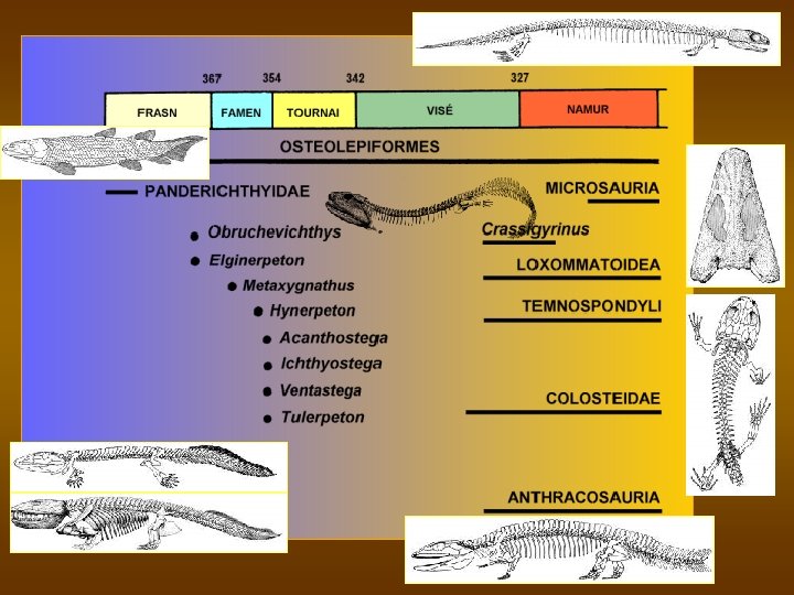 Evoluce obratlovců 6 