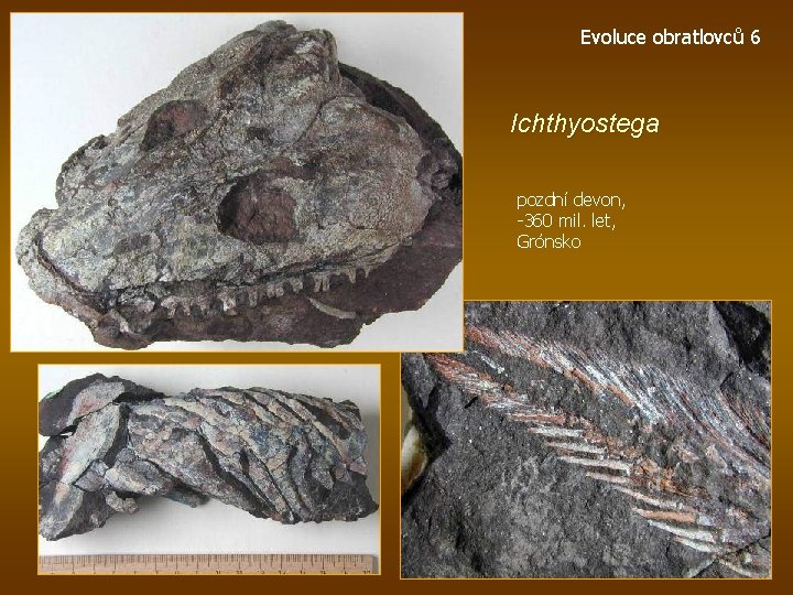 Evoluce obratlovců 6 Ichthyostega pozdní devon, -360 mil. let, Grónsko 
