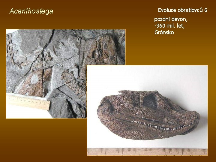 Acanthostega Evoluce obratlovců 6 pozdní devon, -360 mil. let, Grónsko 