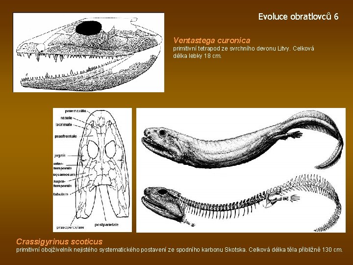 Evoluce obratlovců 6 Ventastega curonica primitivní tetrapod ze svrchního devonu Litvy. Celková délka lebky