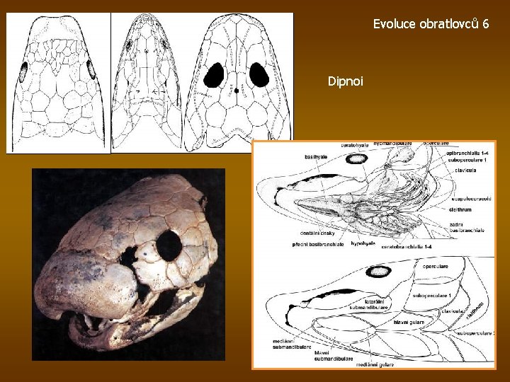 Evoluce obratlovců 6 Dipnoi 