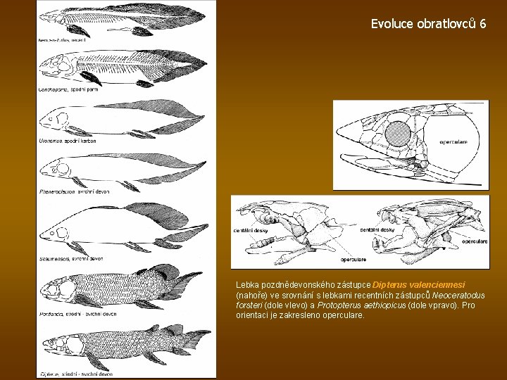 Evoluce obratlovců 6 Lebka pozdnědevonského zástupce Dipterus valenciennesi (nahoře) ve srovnání s lebkami recentních