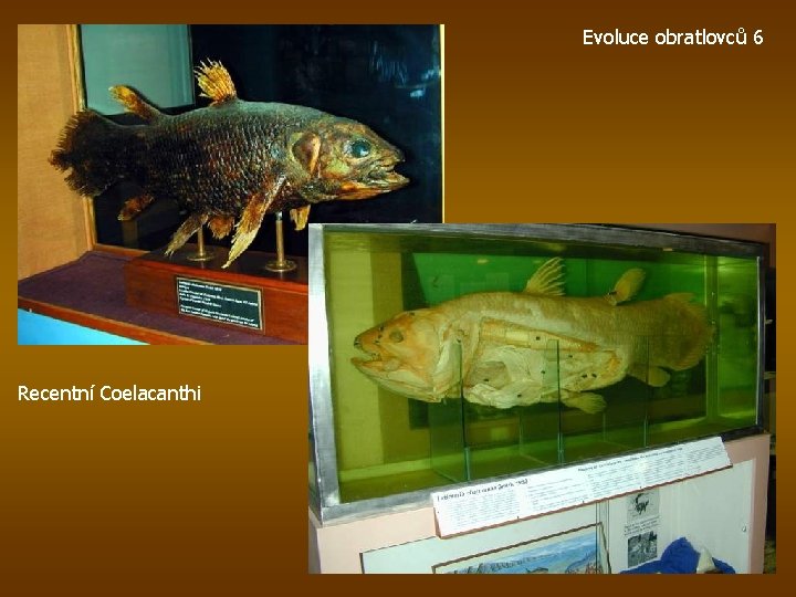 Evoluce obratlovců 6 Recentní Coelacanthi 