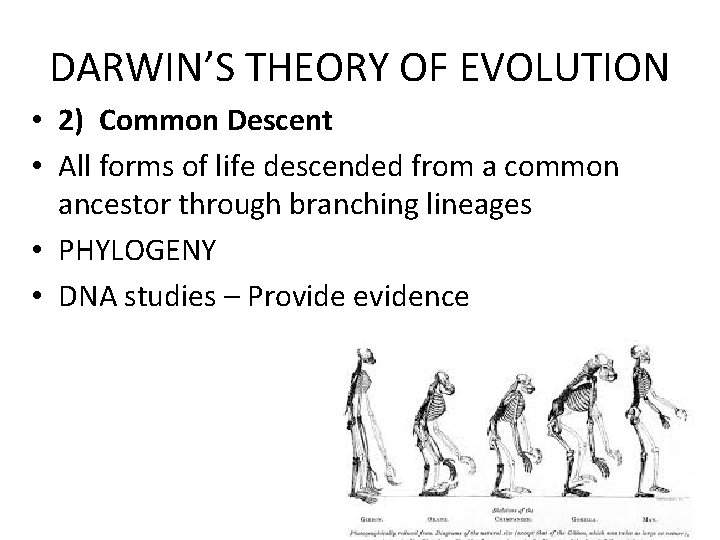 DARWIN’S THEORY OF EVOLUTION • 2) Common Descent • All forms of life descended