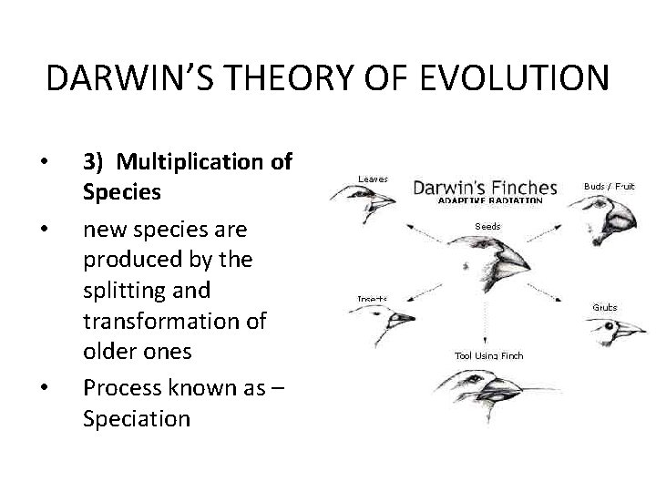 DARWIN’S THEORY OF EVOLUTION • • • 3) Multiplication of Species new species are