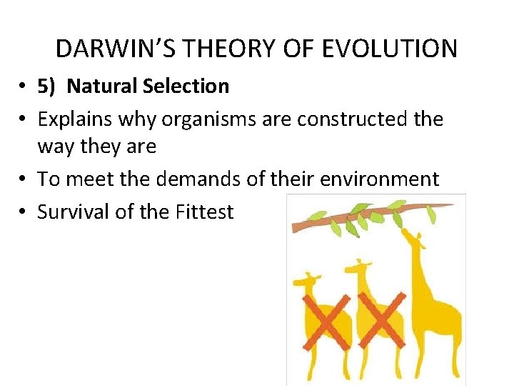 DARWIN’S THEORY OF EVOLUTION • 5) Natural Selection • Explains why organisms are constructed