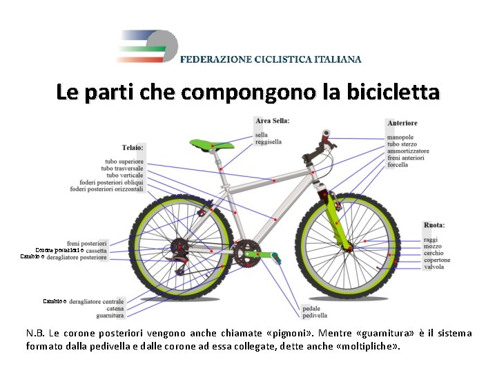 Le parti che compongono la bicicletta Corone posteriori o Cambio o N. B. Le