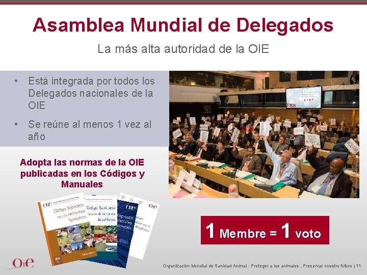 Asamblea Mundial de Delegados La más alta autoridad de la OIE • Está integrada