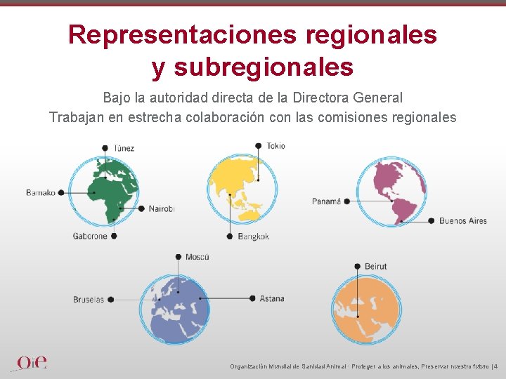 Representaciones regionales y subregionales Bajo la autoridad directa de la Directora General Trabajan en