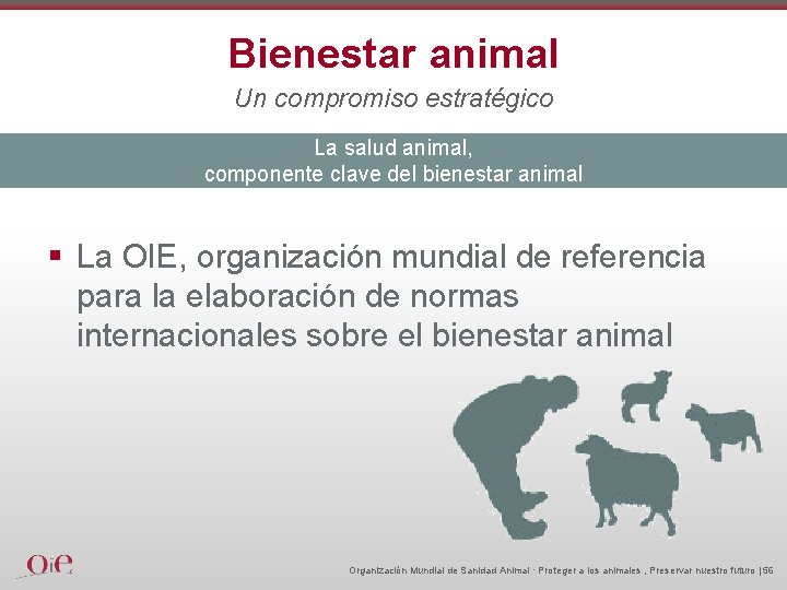Bienestar animal Un compromiso estratégico La salud animal, componente clave del bienestar animal §