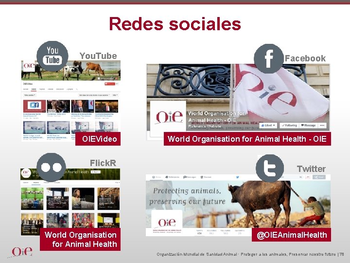 Redes sociales You. Tube Facebook OIEVideo World Organisation for Animal Health - OIE Flick.