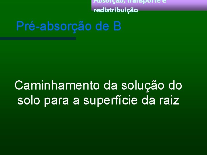 Absorção, transporte e redistribuição Pré-absorção de B Caminhamento da solução do solo para a