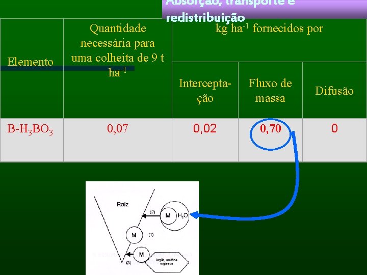 Absorção, transporte e redistribuição Elemento B-H 3 BO 3 Quantidade necessária para uma colheita