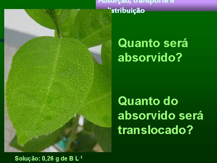 Absorção, transporte e redistribuição Quanto será absorvido? Quanto do absorvido será translocado? Solução: 0,