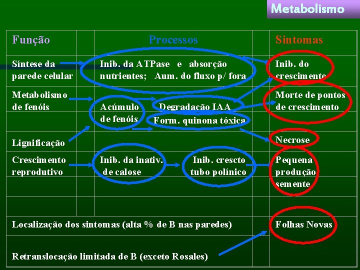 Metabolismo Função Síntese da parede celular Metabolismo de fenóis Processos Inib. da ATPase e