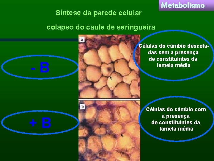 Metabolismo Síntese da parede celular colapso do caule de seringueira -B +B Células do