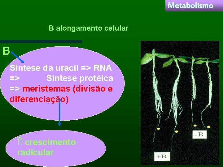 Metabolismo B alongamento celular B Sintese da uracil => RNA => Síntese protéica =>