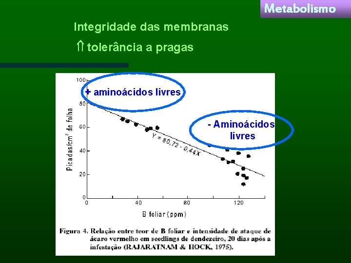 Metabolismo Integridade das membranas tolerância a pragas + aminoácidos livres - Aminoácidos livres 