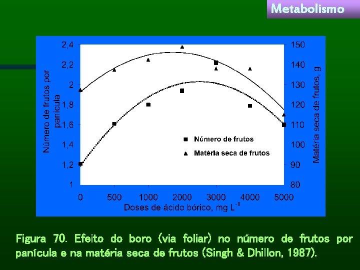 Metabolismo Figura 70. Efeito do boro (via foliar) no número de frutos por panícula