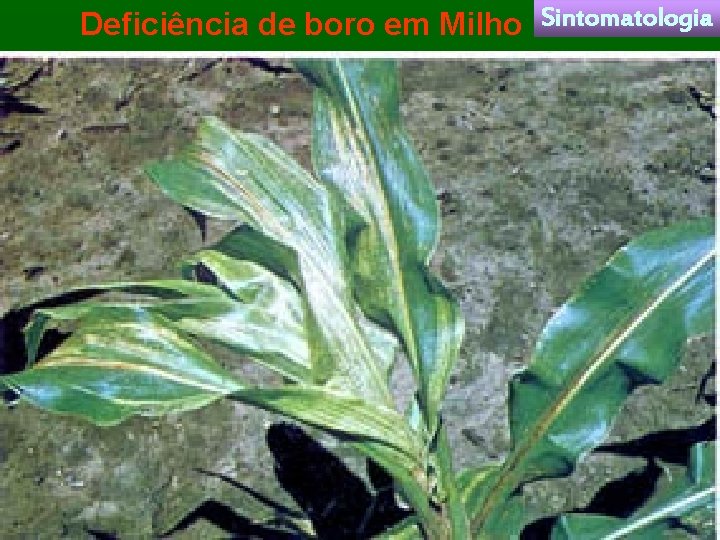 Deficiência de boro em Milho Sintomatologia 