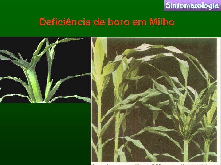 Sintomatologia Deficiência de boro em Milho 