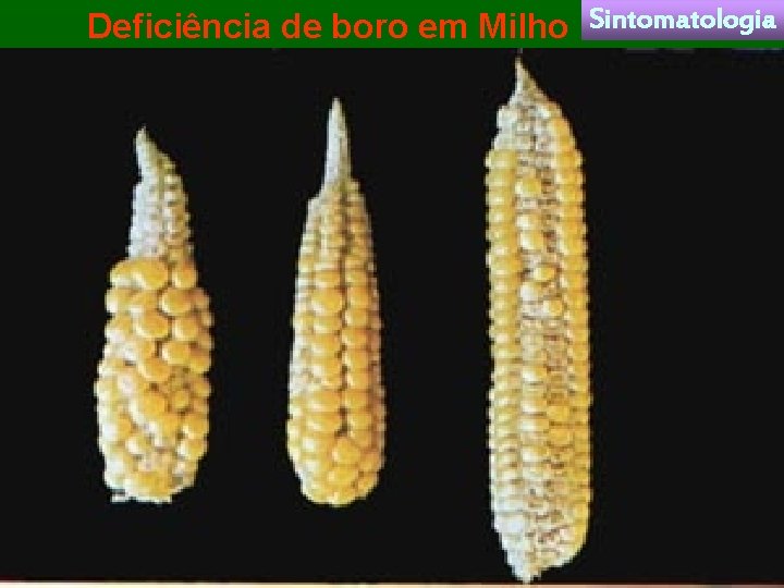 Deficiência de boro em Milho Sintomatologia 