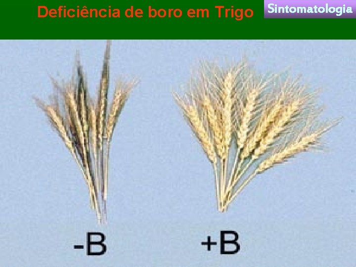 Deficiência de boro em Trigo Sintomatologia 