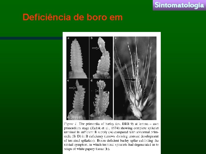 Sintomatologia Deficiência de boro em 