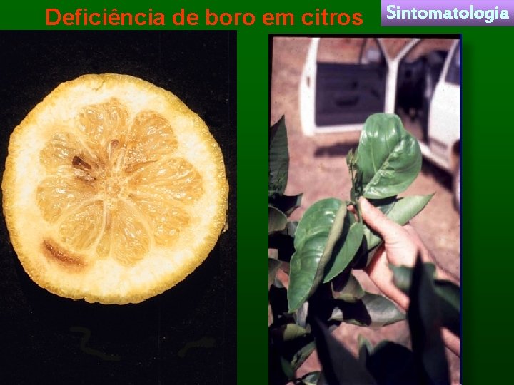 Deficiência de boro em citros Sintomatologia 