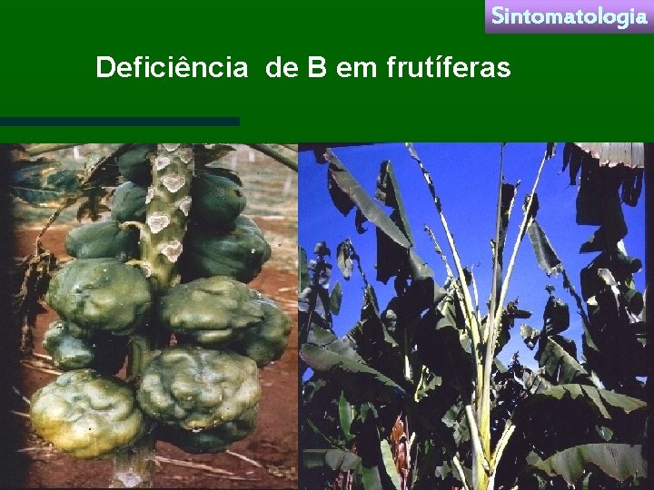 Sintomatologia Deficiência de B em frutíferas 