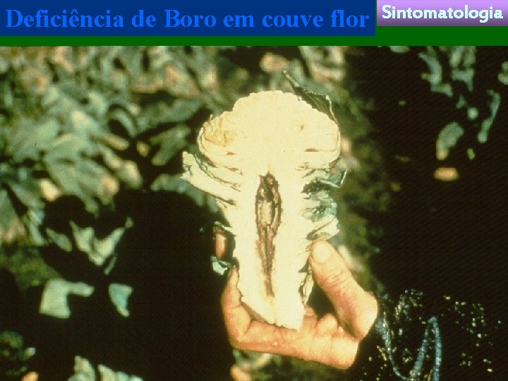 Deficiência de Boro em couve flor Sintomatologia 