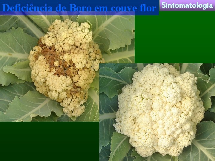 Deficiência de Boro em couve flor Sintomatologia 