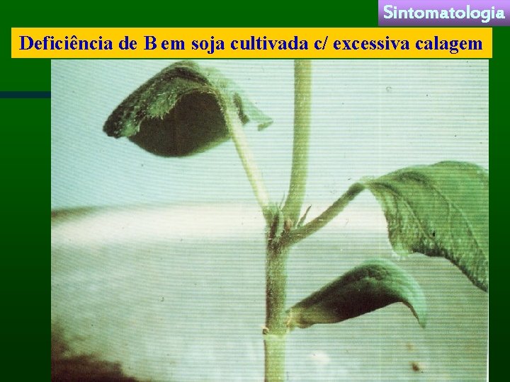 Sintomatologia Deficiência de B em soja cultivada c/ excessiva calagem 