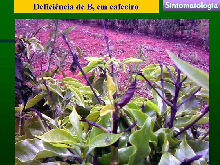 Deficiência de B, em cafeeiro Sintomatologia 