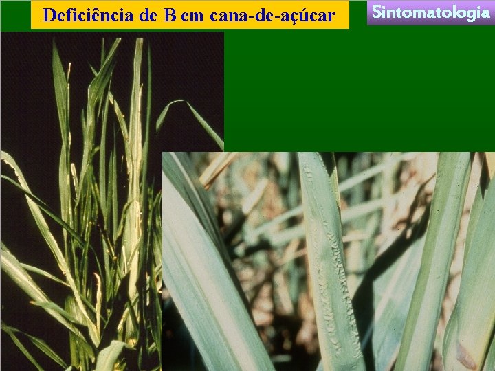 Deficiência de B em cana-de-açúcar Sintomatologia 