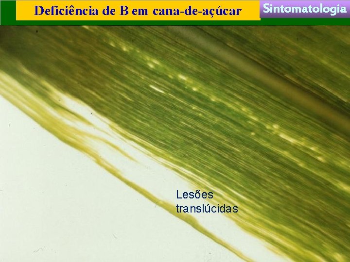 Deficiência de B em cana-de-açúcar Lesões translúcidas Sintomatologia 
