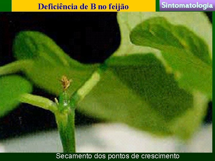 Deficiência de B no feijão Sintomatologia Secamento dos pontos de crescimento 