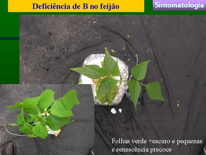 Deficiência de B no feijão Sintomatologia Folhas verde +escuro e pequenas e senescência precoce