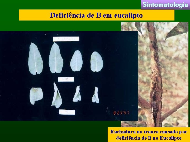Sintomatologia Deficiência de B em eucalipto Rachadura no tronco causado por deficiência de B