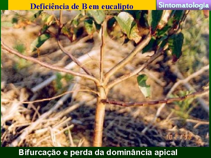 Deficiência de B em eucalipto Sintomatologia Bifurcação e perda da dominância apical 
