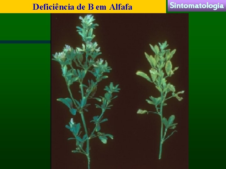 Deficiência de B em Alfafa Sintomatologia 