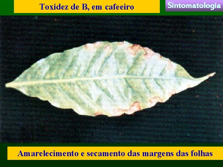 Toxidez de B, em cafeeiro Sintomatologia Amarelecimento e secamento das margens das folhas 