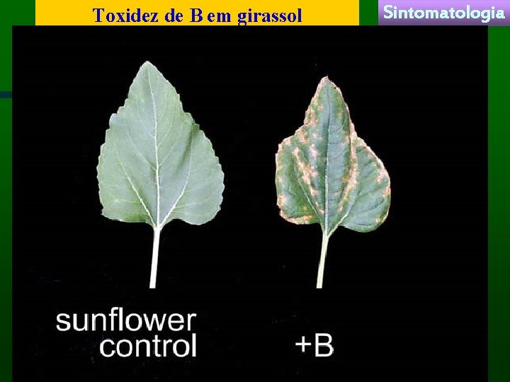 Toxidez de B em girassol Sintomatologia 